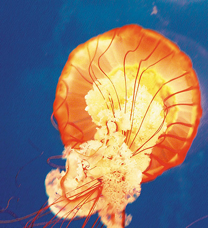 JellyFish_1